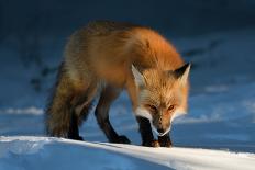 Red Fox-Susan Breau-Framed Photographic Print