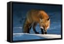 Framed Canvas
