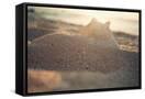 Canvas Black