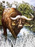 Buffalo-Susan Cartwright-Framed Stretched Canvas