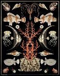 Oceana - Coral on Black-Susan Clickner-Art Print