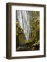 Susan Creek Falls, Umpqua National Forest, Oregon, Usa-Michel Hersen-Framed Photographic Print