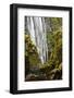 Susan Creek Falls, Umpqua National Forest, Oregon, Usa-Michel Hersen-Framed Photographic Print