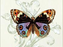 Butterfly Theme I-Susan Davies-Framed Art Print