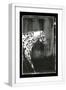 White Frame
