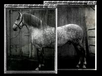 Equine Double Take IV-Susan Friedman-Art Print