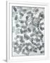 Gramercy White