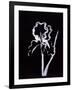 Gramercy Black