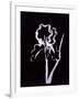 Gramercy White