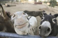 Miniature Donkeys on a Ranch in Northern California, USA-Susan Pease-Photographic Print