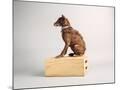 Wood Mount