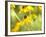 Susan Study I-James McLoughlin-Framed Photographic Print