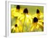 Susan Study II-James McLoughlin-Framed Photographic Print