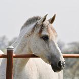 White Horse 3-Susan Vizvary-Framed Photographic Print