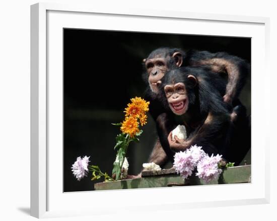 Susana and Gombe-null-Framed Photographic Print