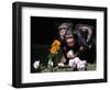 Susana and Gombe-null-Framed Photographic Print