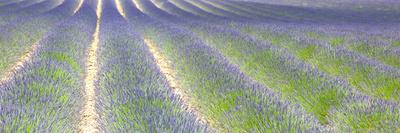 Lavender Field in Provence-Susana Guzman-Framed Photographic Print