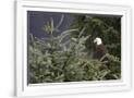 Gramercy White