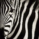 Young Africa Zebra-Susann Parker-Photographic Print