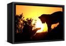 Canvas Black