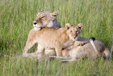 Lion Cub Morning BW-Susann Parker-Photographic Print