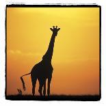 Kenya Sunrise-Susann Parker-Photographic Print