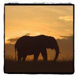 Young Africa Elephant-Susann Parker-Photographic Print