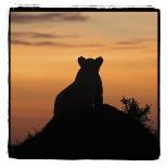 Lion Cub Morning-Susann Parker-Photographic Print
