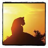 Pride of a Lioness-Susann Parker-Photographic Print
