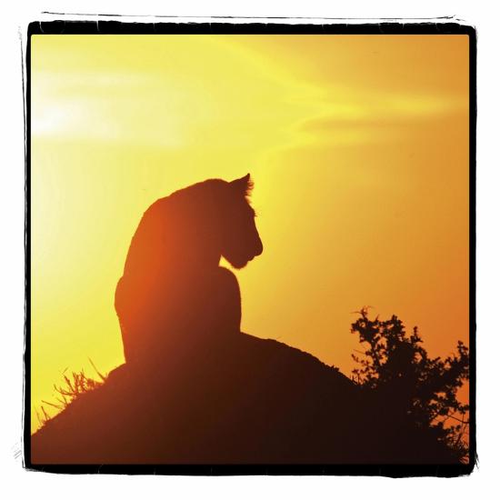 Premium Photographic Print, , large
