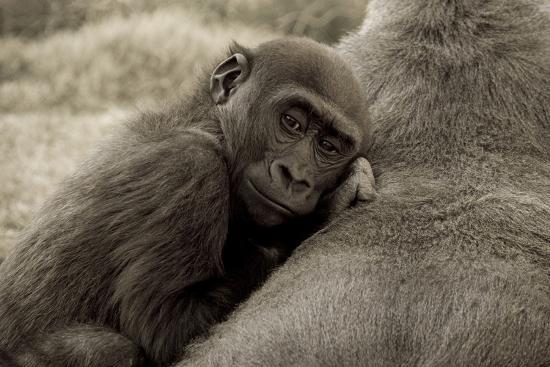 Photographic Print, , large