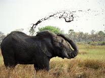 Elephant Sprays Mud from its Trunk over its Body to Cool Down-Susanna Wyatt-Photographic Print