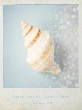 Beach Memories Small Conch-Susannah Tucker-Art Print