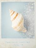 Beach Memories Moon Snail-Susannah Tucker-Framed Art Print