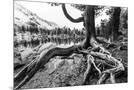 Wood Mount