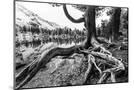 Wood Mount