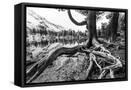 Framed Canvas