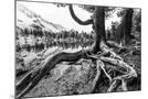 Wood Mount