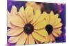 Susans III-Jason Johnson-Mounted Photographic Print