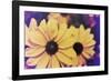 Susans III-Jason Johnson-Framed Photographic Print