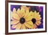 Susans III-Jason Johnson-Framed Photographic Print