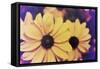 Susans III-Jason Johnson-Framed Stretched Canvas