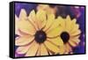 Susans III-Jason Johnson-Framed Stretched Canvas