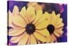 Susans III-Jason Johnson-Stretched Canvas