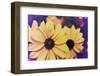 Susans III-Jason Johnson-Framed Photographic Print