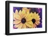 Susans III-Jason Johnson-Framed Photographic Print