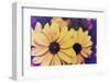 Susans III-Jason Johnson-Framed Photographic Print