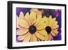 Susans III-Jason Johnson-Framed Photographic Print