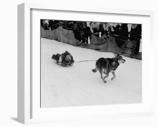 Susie Alexander Skimming Down the Starting Chute on Her 58-Second Winning Run-null-Framed Photographic Print