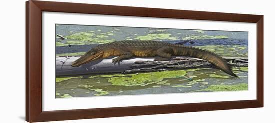 Susisuchus Anatoceps, a Small Crocodyliform from the Early Cretaceous Period-null-Framed Art Print